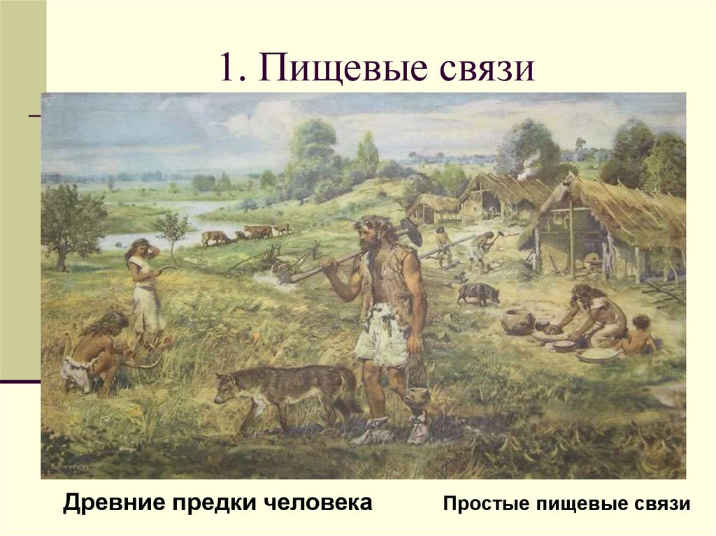 1. Пищевые связи