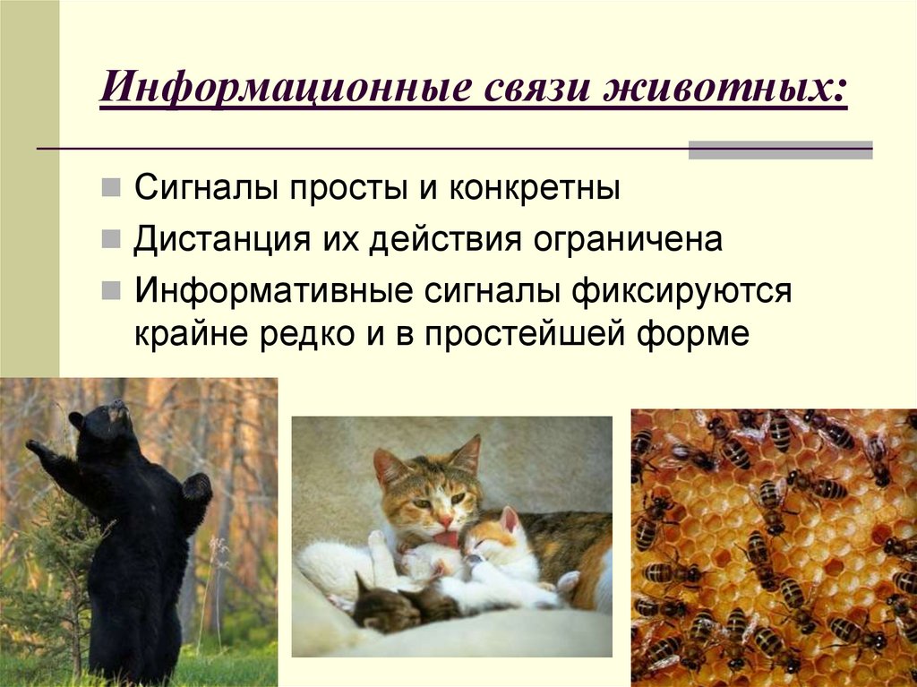 Информационные связи животных: