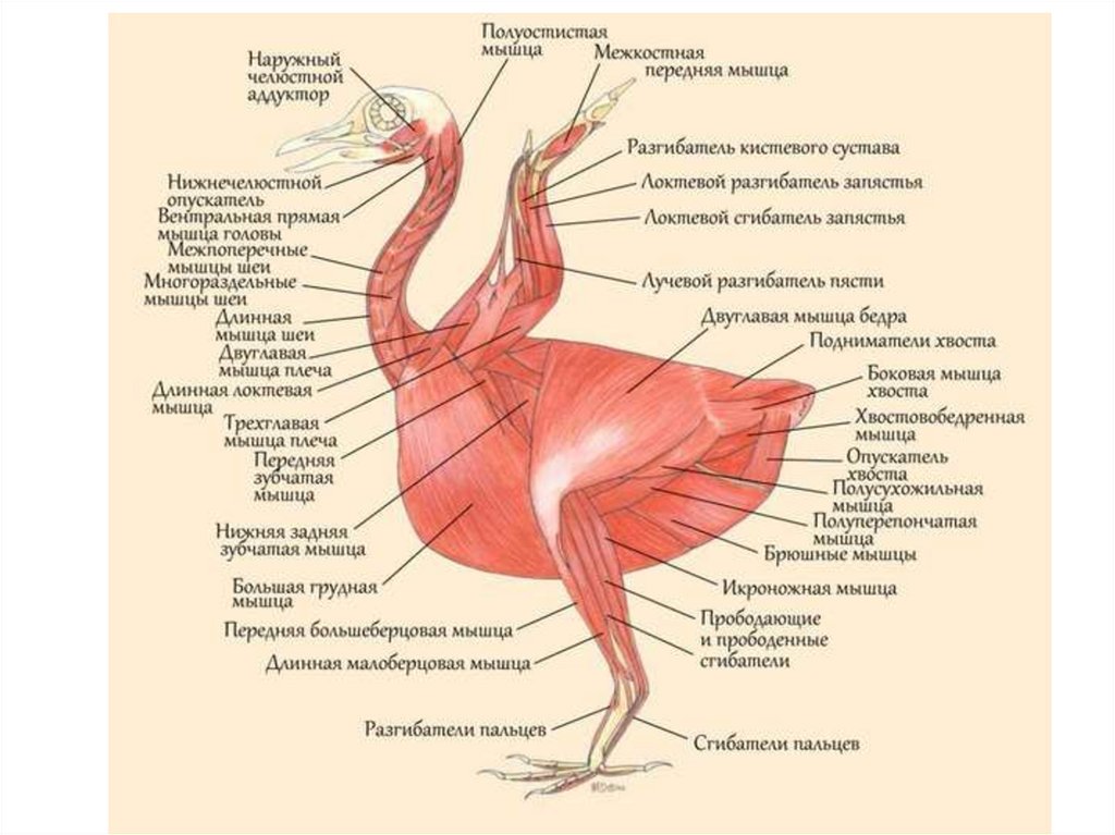 Особенности расположения строения и работы мышц птиц