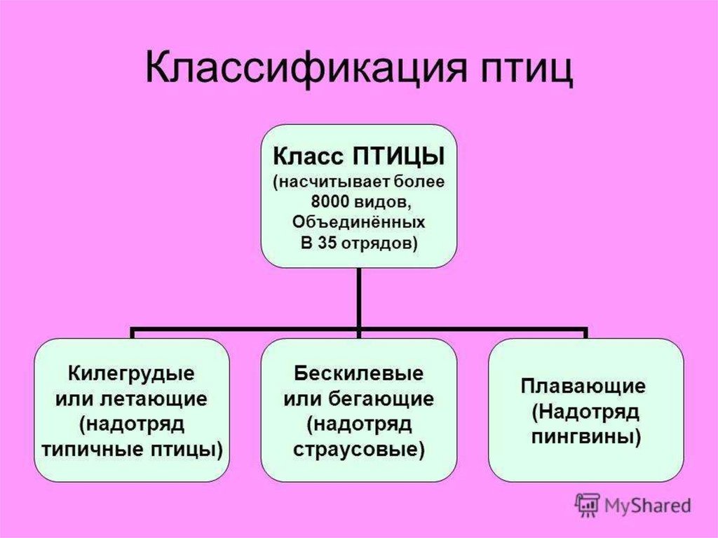 Схема классификации птиц