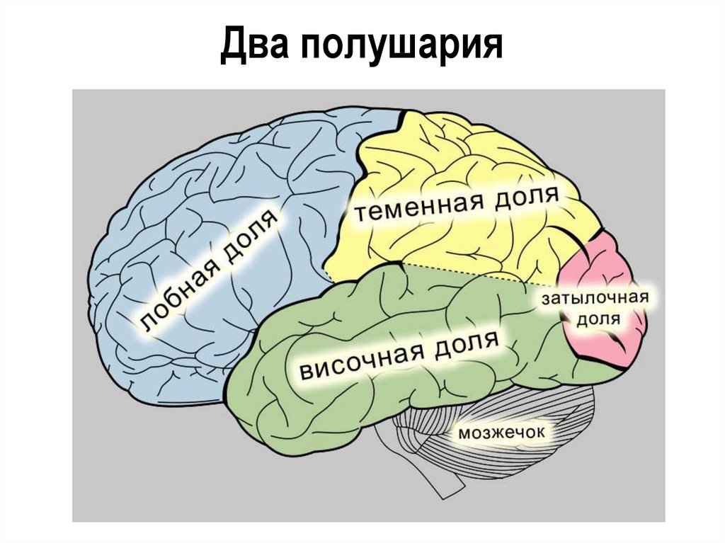Слуховая зона мозга расположена