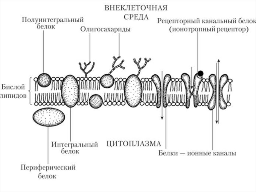 Схема плазмолеммы гистология