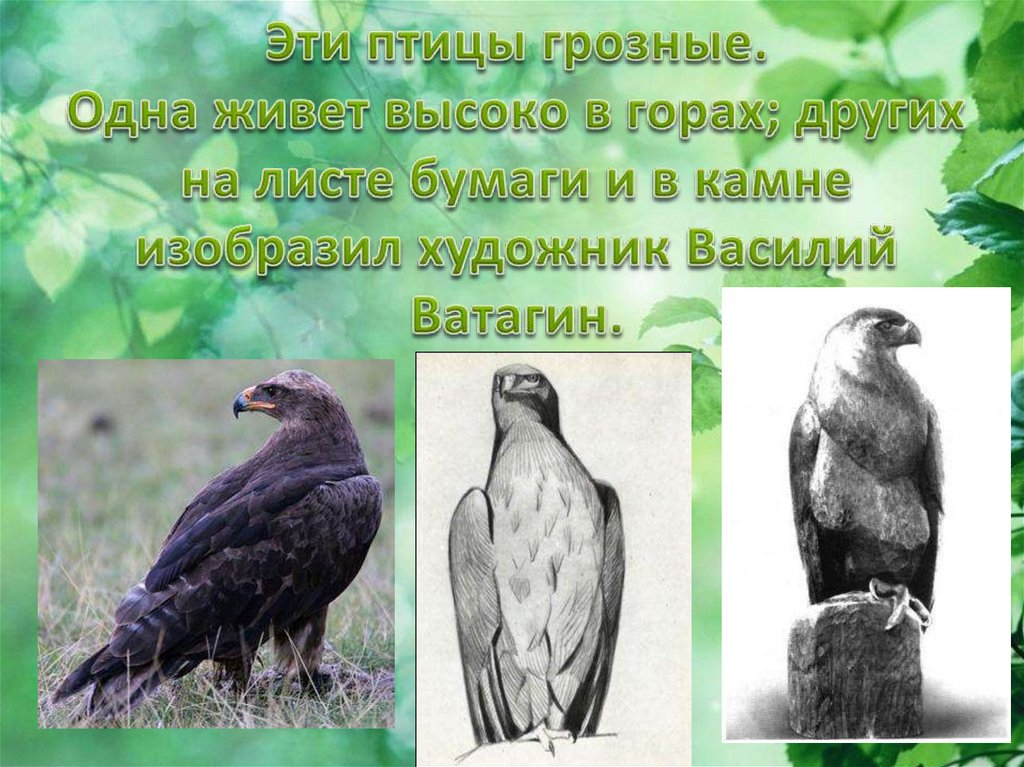 Эти птицы грозные. Одна живет высоко в горах; других на листе бумаги и в камне изобразил художник Василий Ватагин.