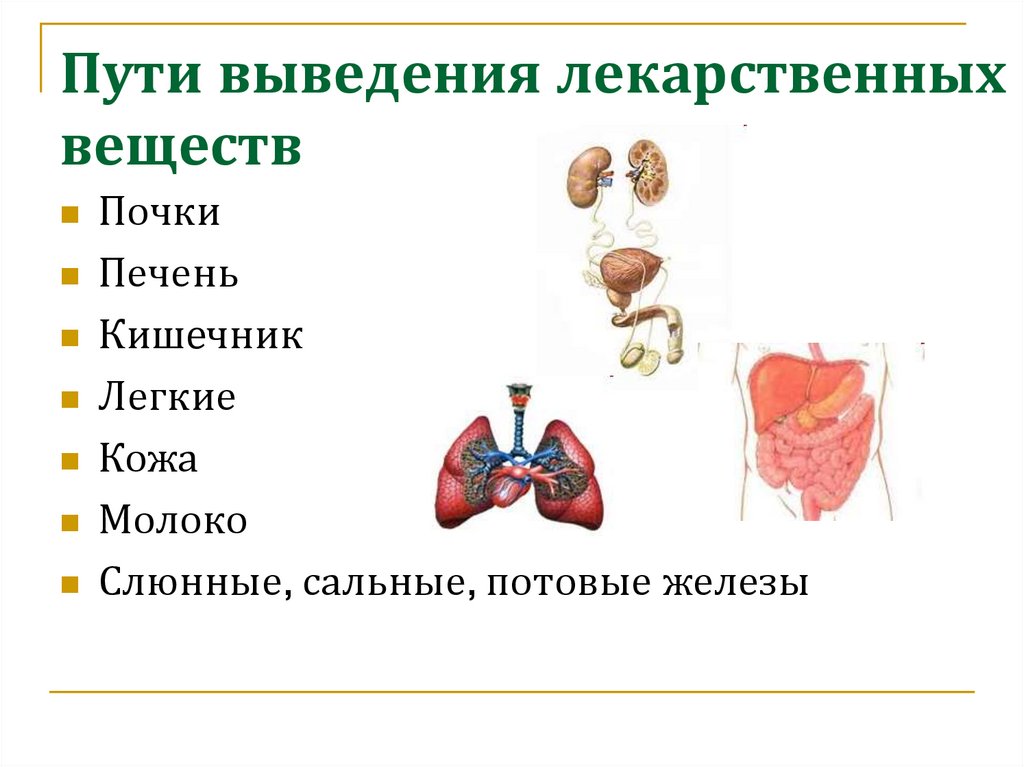 Выведение из организма продуктов обмена веществ. Пути выделения лекарственных веществ. Выведение лекарственных веществ. Пути выведения лекарственных веществ из организма. Выведение лекарств почками.