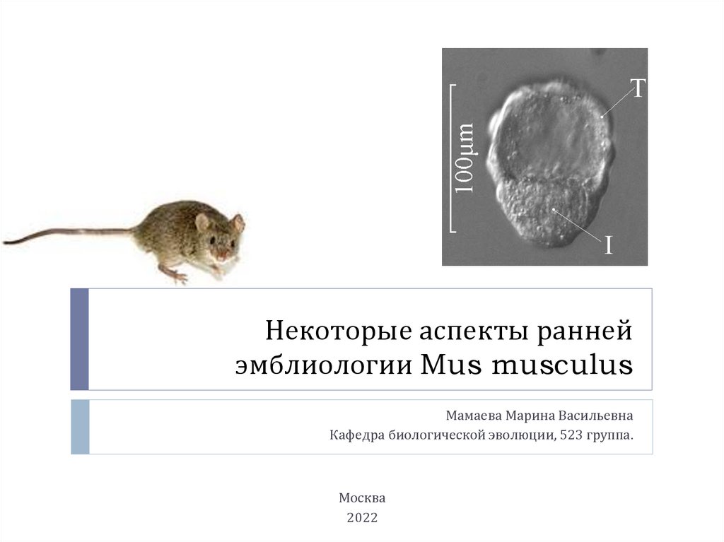 Некоторые аспекты ранней эмблиологии Mus musculus - презентация онлайн