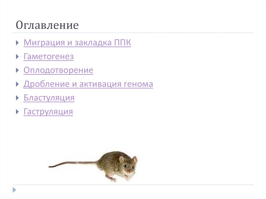 Некоторые аспекты ранней эмблиологии Mus musculus - презентация онлайн