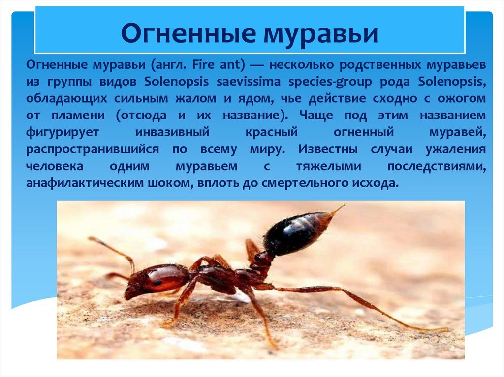 Почему умер муравей. Виды муравьев. Ядовитые насекомые муравьи. Опасные муравьи. Опасные насекомые ядовитые сообщение.