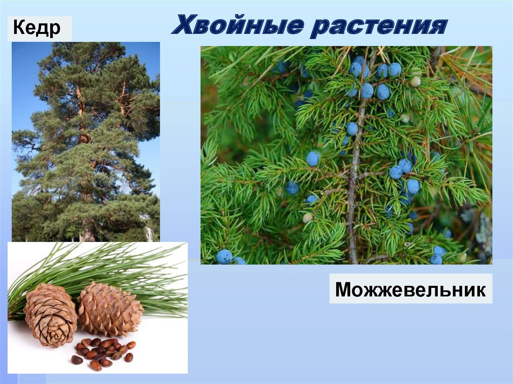 Класс хвойные. Кедр голосеменное растение. Хвоя голосеменных растений. Голосеменные можжевельник. Голосеменные растения можжевельник.