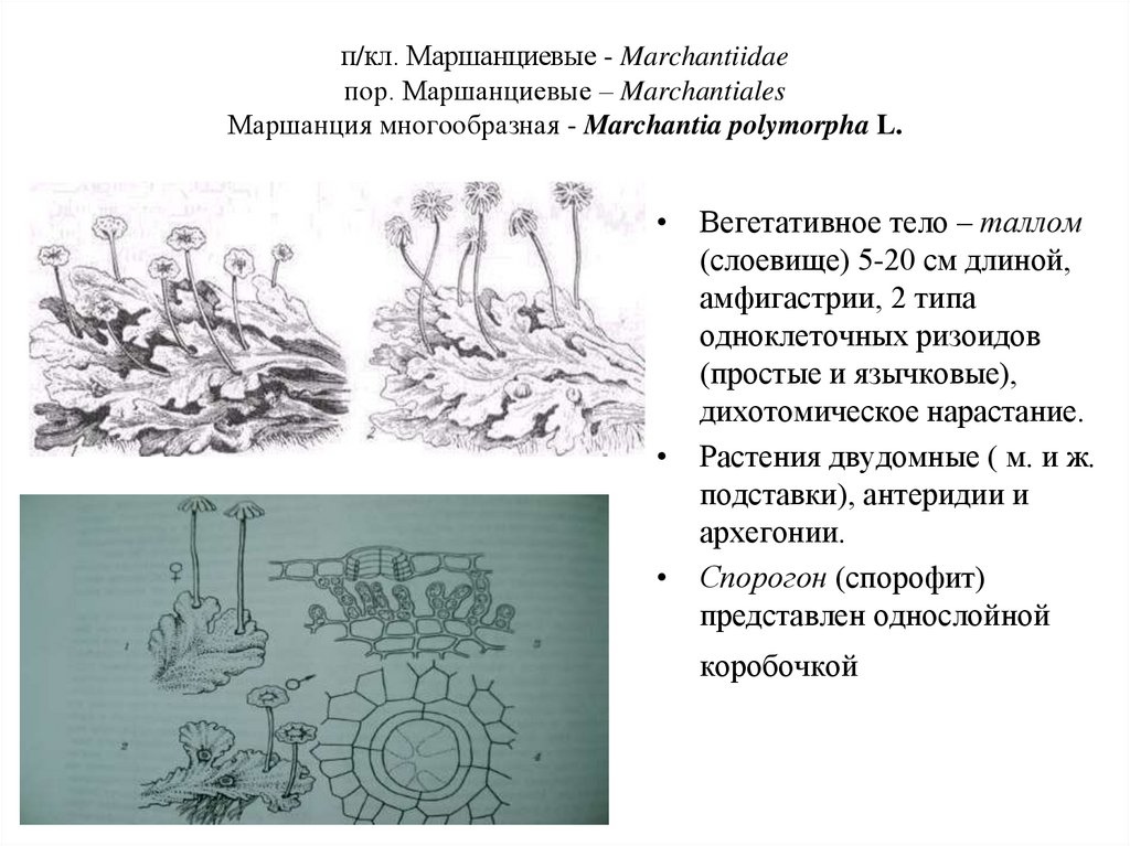 Имеют недифференцированный таллом могут иметь. Маршанция обыкновенная строение. Строение таллома маршанции. Поперечный срез таллома маршанции. Маршанция многообразная строение.