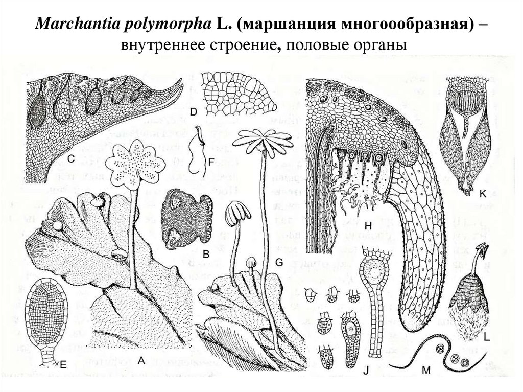 Маршанция рисунок с подписями