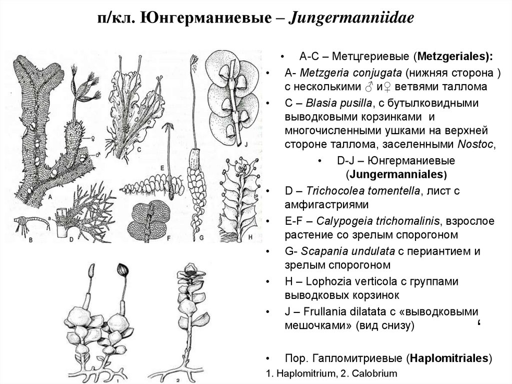 Какие отделы растений показаны на рисунке