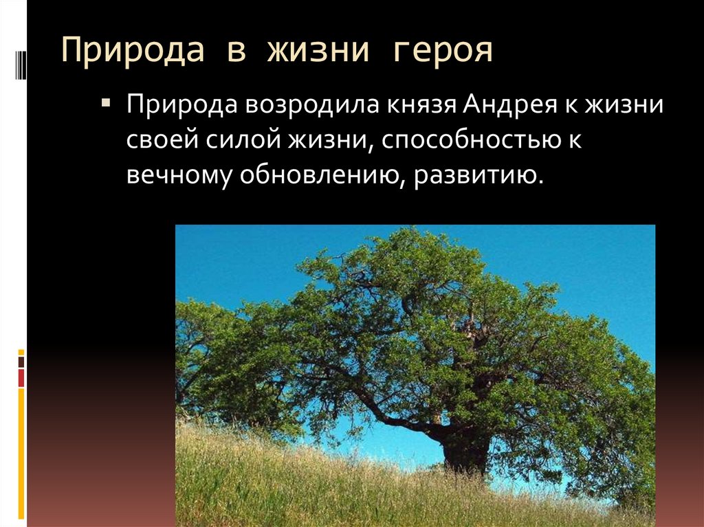 Старый дуб болконский. Толстой описание природы.