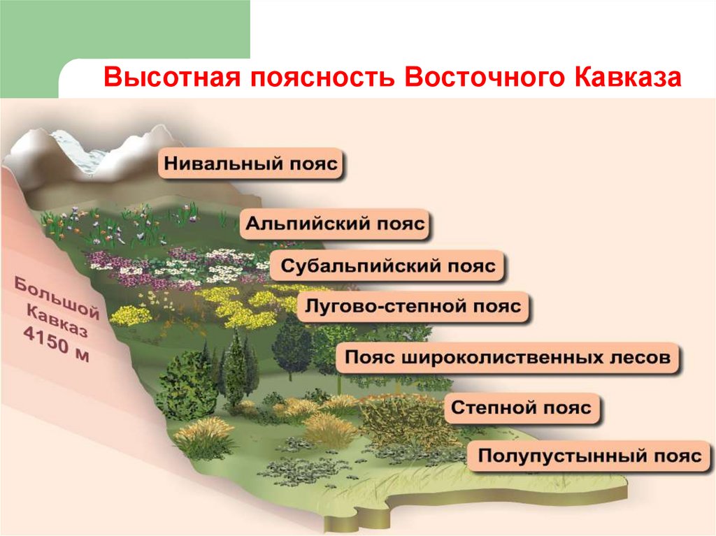 Растения высокой поясности. Высотная поясность Кавказа. Области ВЫСОТНОЙ поясности. Область высокой поясности растения.