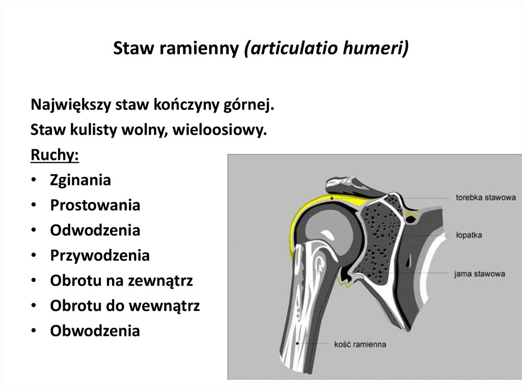 Staw ramienny (articulatio humeri)