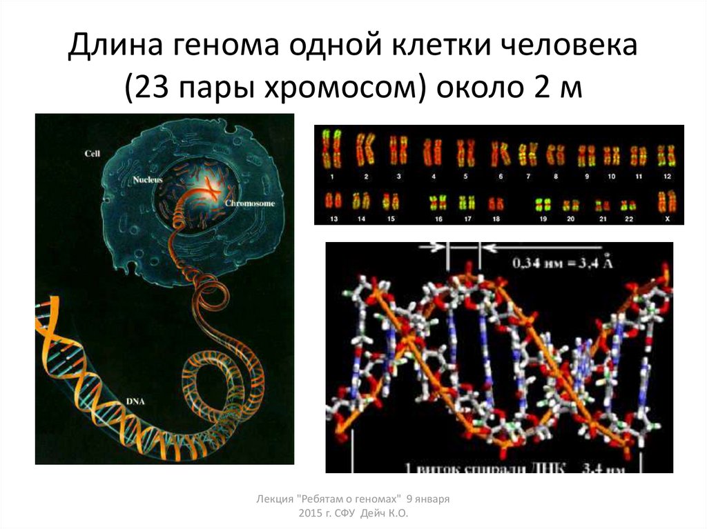 Геном человека презентация