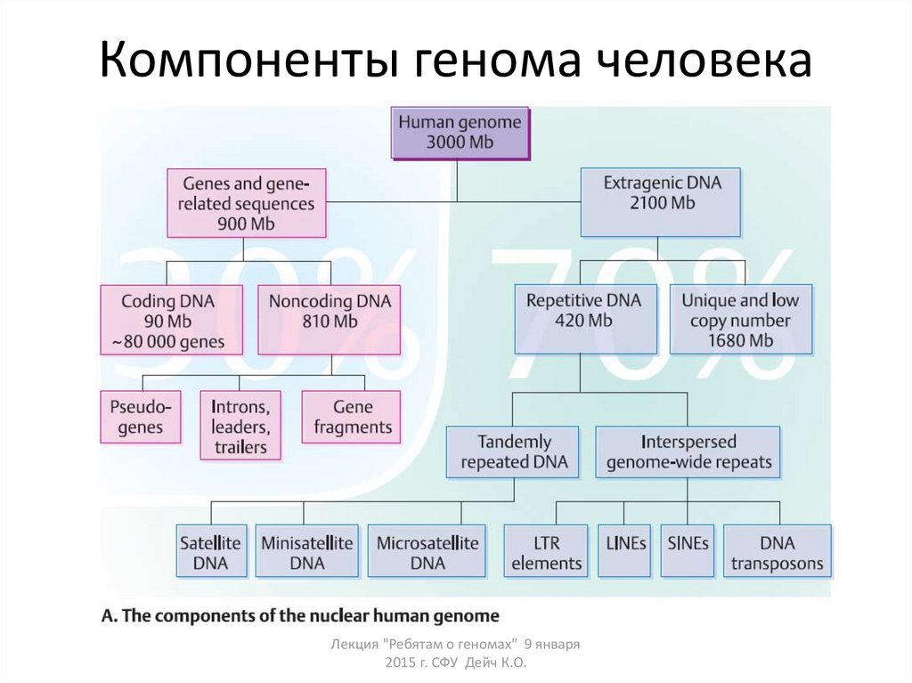 Геном человека таблица. Схема строения генома. Схема классификация частей генома человека. Структурные особенности генома человека. Общая структура генома человека.