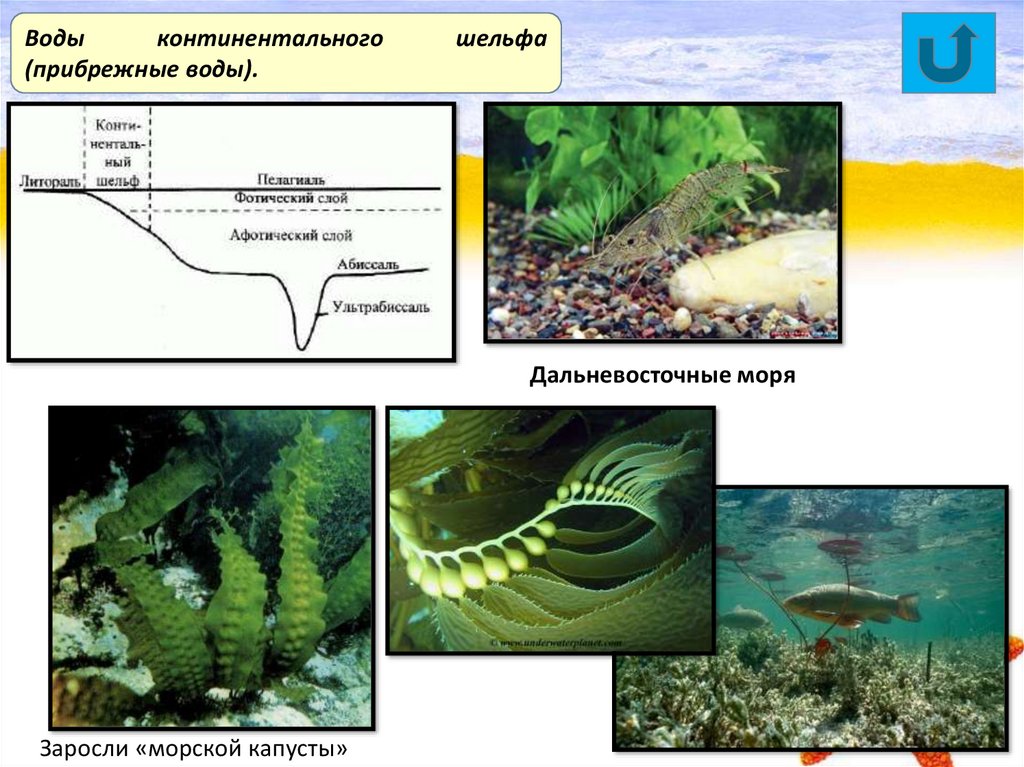 Типы морских экосистем. Экосистема моря. Изменения в водных экосистемах