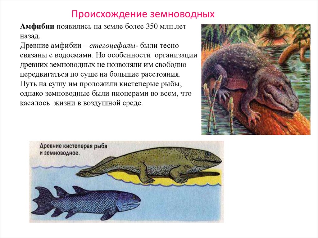 Каких древних животных считают предками земноводных