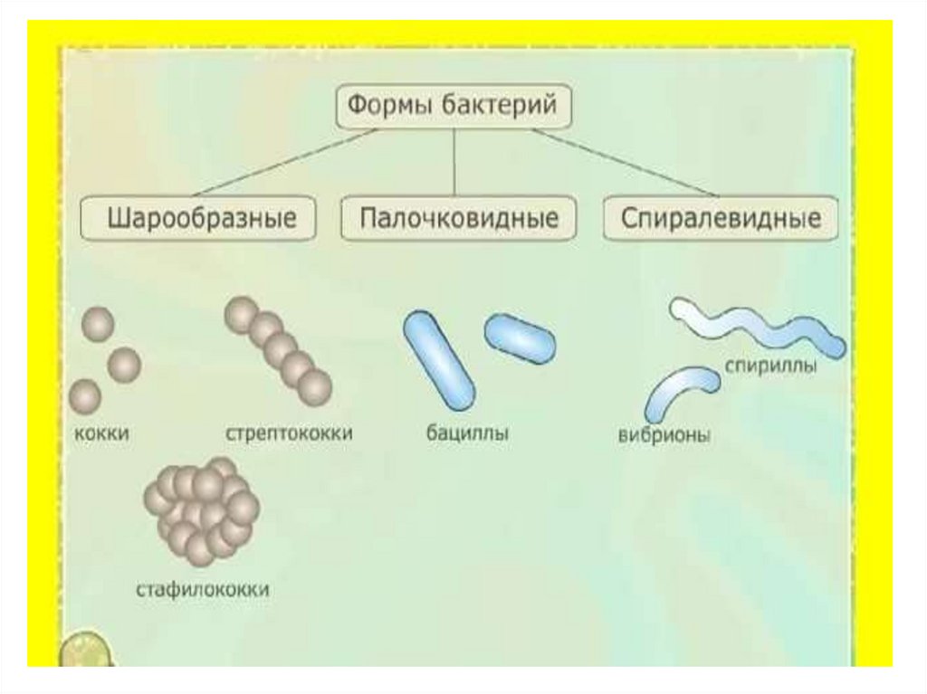 Презентация на тему царство бактерий