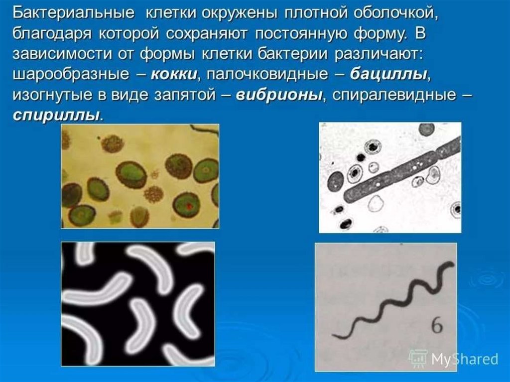 Подготовка к огэ бактерии презентация