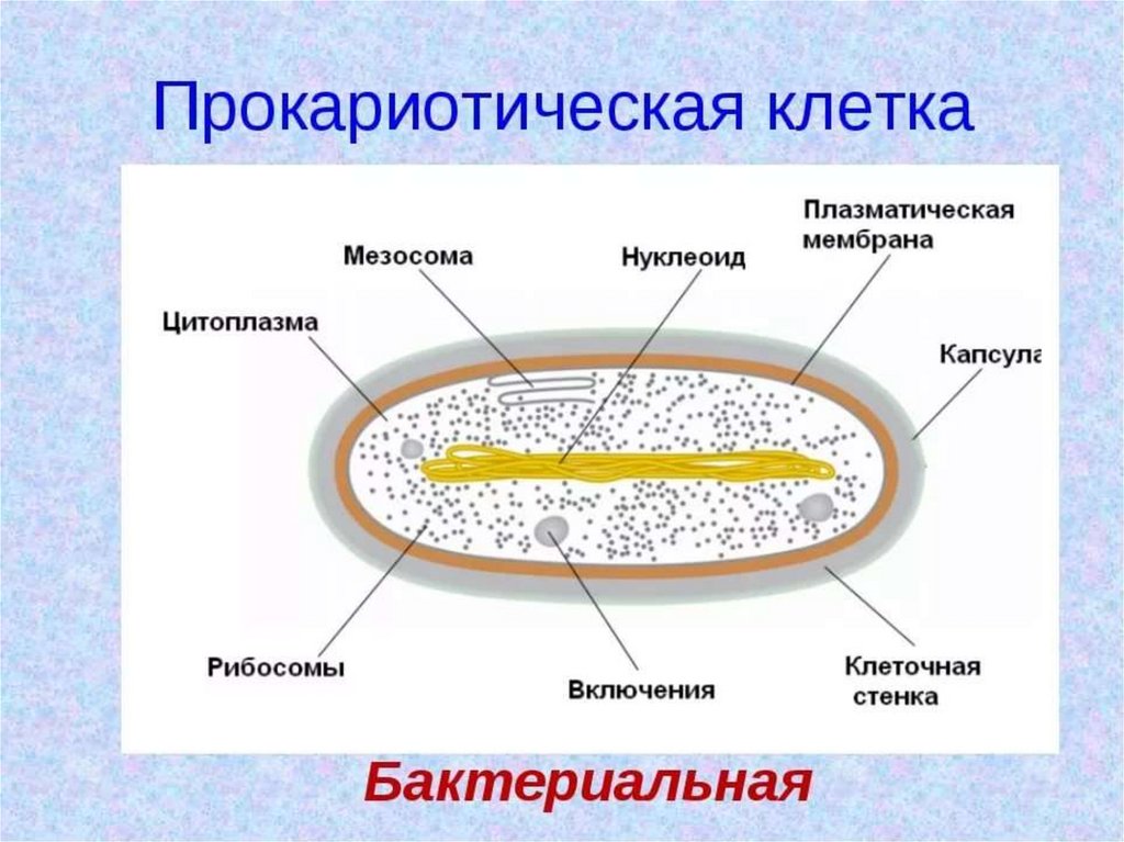 Строение клетки огэ презентация