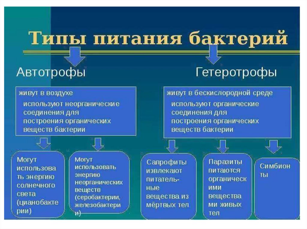 Подготовка к огэ бактерии презентация