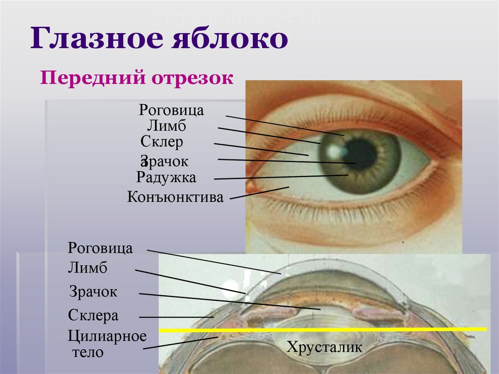 Глазное яблоко Передний отрезок