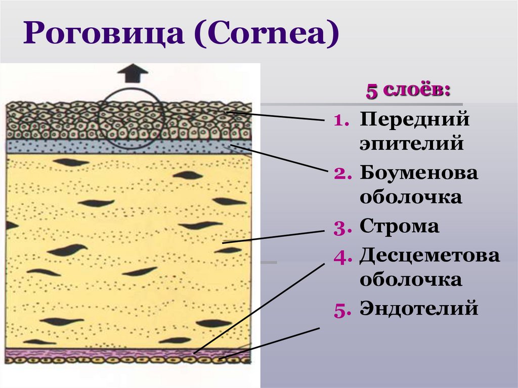 Роговица (Cornea)