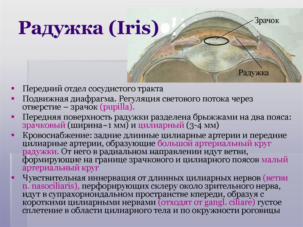 Радужка (Iris)