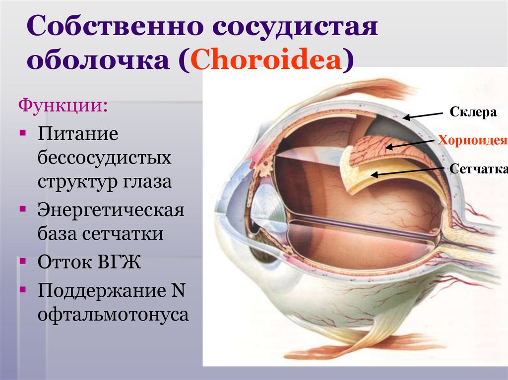 Собственно сосудистая оболочка (Choroidea)