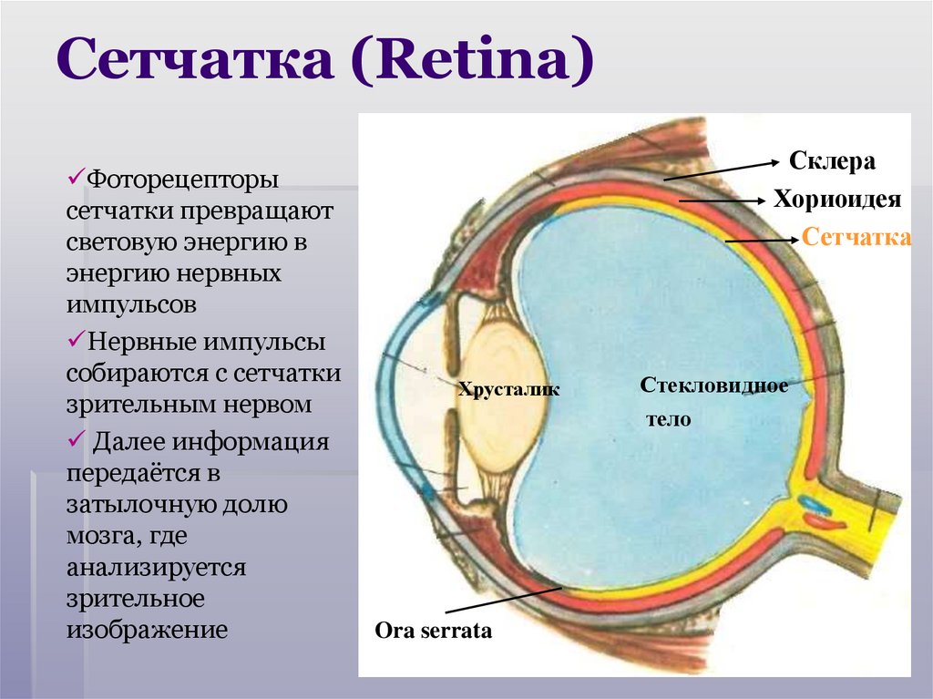 Сетчатка (Retina)