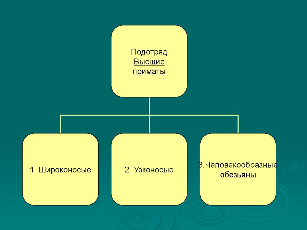 План урока отряд приматы