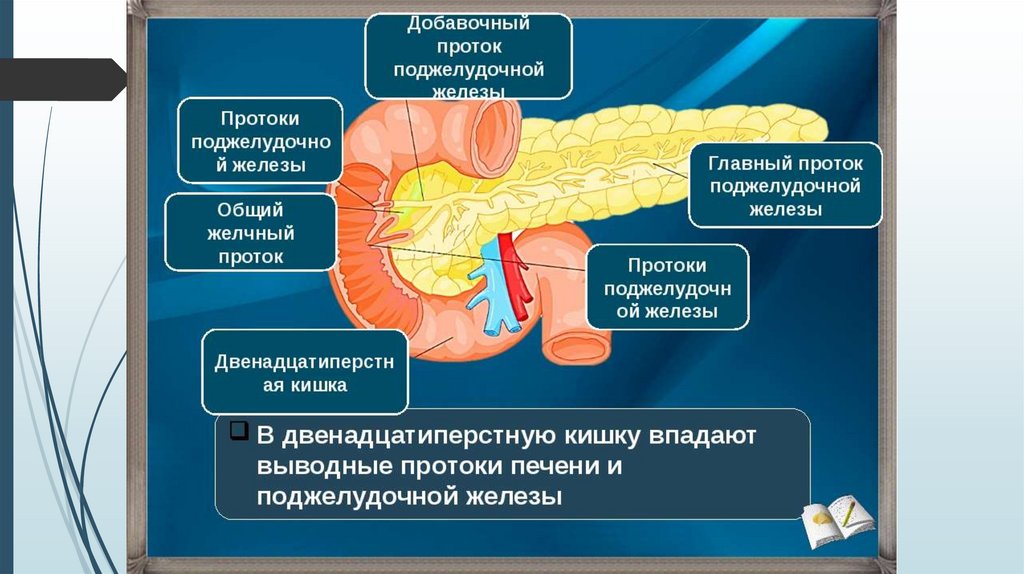 В двенадцатиперстную кишку открываются протоки печени. 12 Перстная кишка печень поджелудочная железа. Проток двенадцатиперстной кишки. Выводной проток поджелудочной железы. Протоковая система поджелудочной железы.