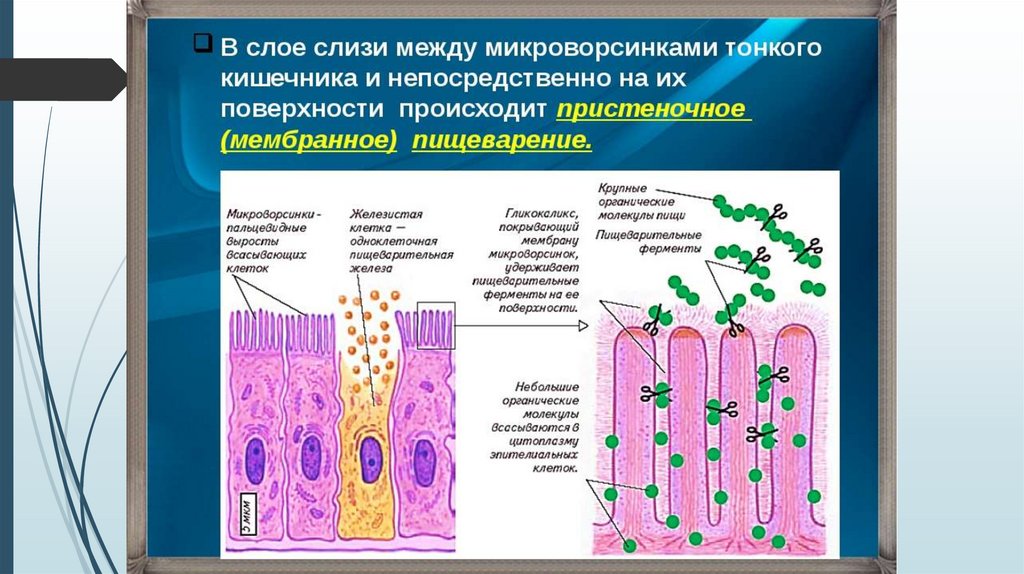 Внутриклеточное пищеварение картинки