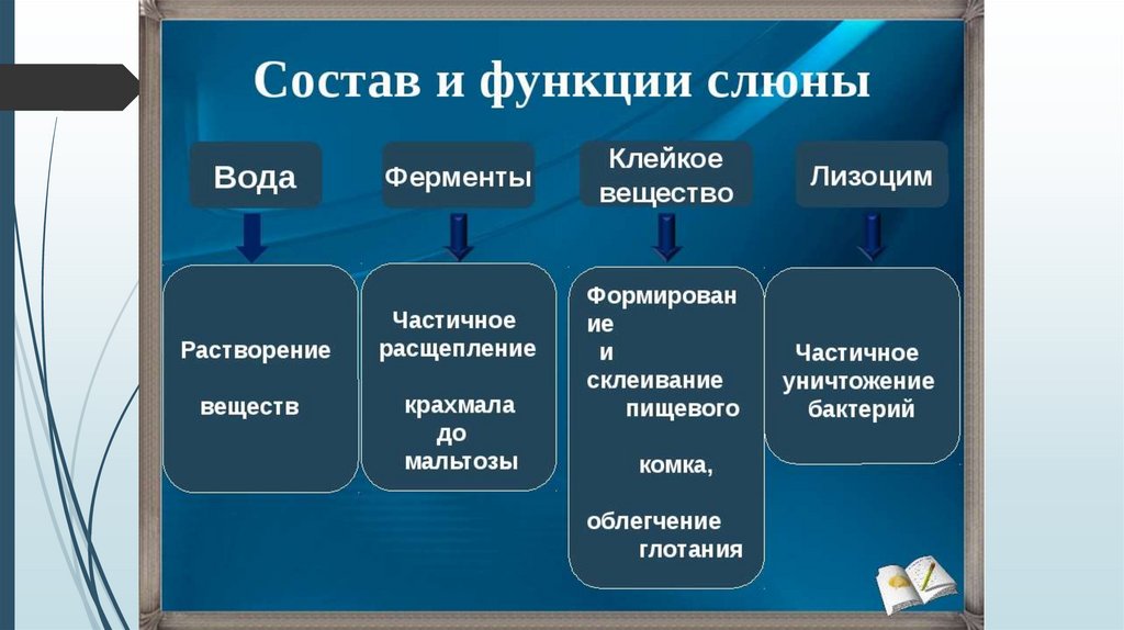 Ферменты слюны. Функции основных компонентов слюны таблица. Функции основных компонентов слюны. Состав и функции слюны таблица. Состав и функции слюны.