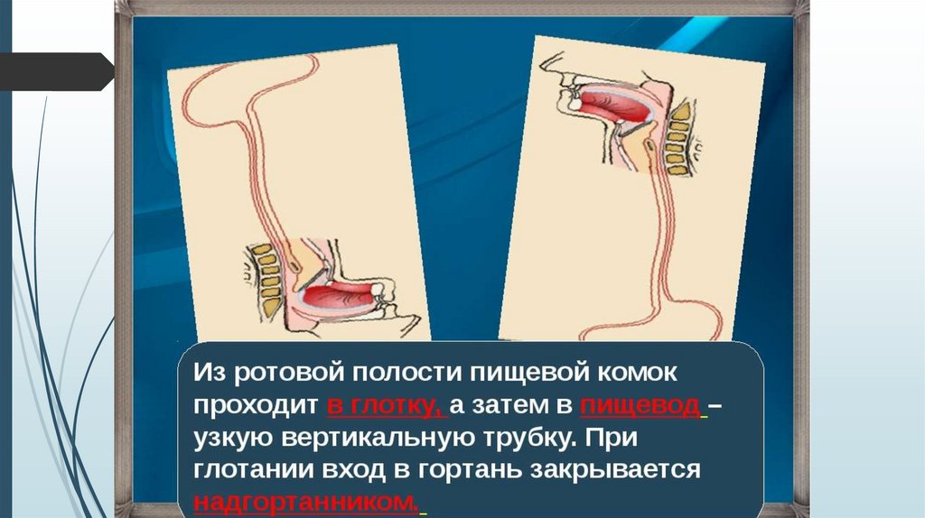 Полость попасть. Пищевой комок в ротовой полости. Пищевой комок из ротовой полости. Пищевой комок из ротовой полости попадает в. Пищевой комок проходит.