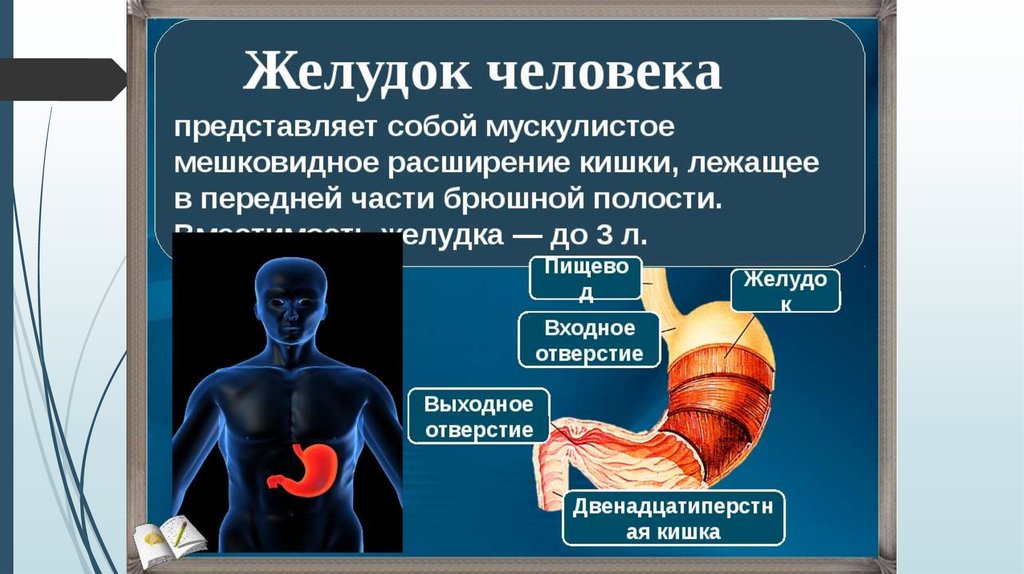 Не работает желудок. Желудок анатомия человека. Что представляет собой желудок. Строение желудка человека. Что представляет собой желудок человека.