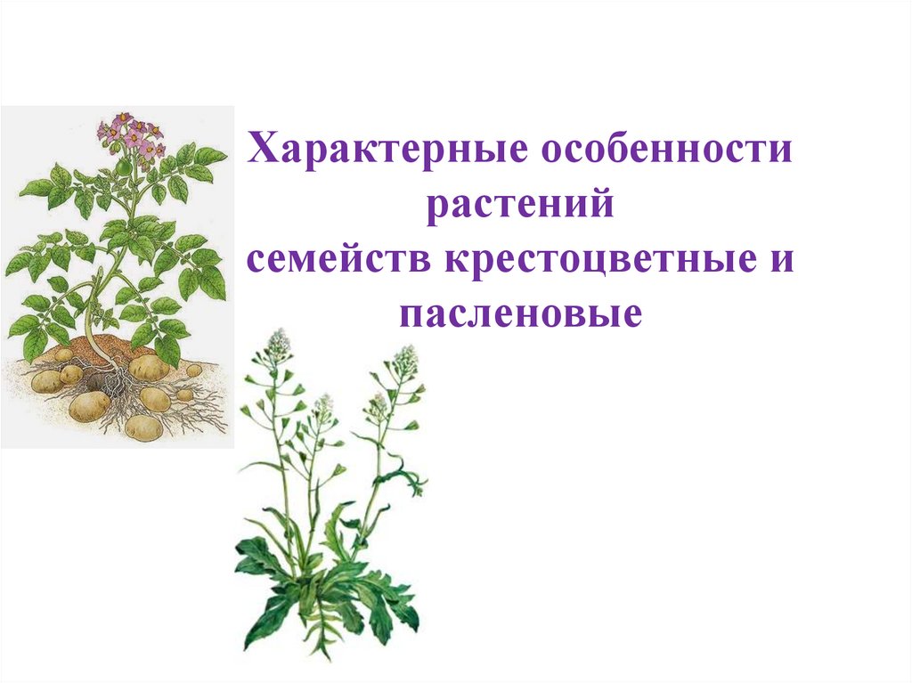 Особенности пасленовых растений 7 класс. Крестоцветные и Пасленовые. Семейство крестоцветные и Пасленовые. Растения семейства крестоцветных и пасленовых. Сорные растения семейства Пасленовые.