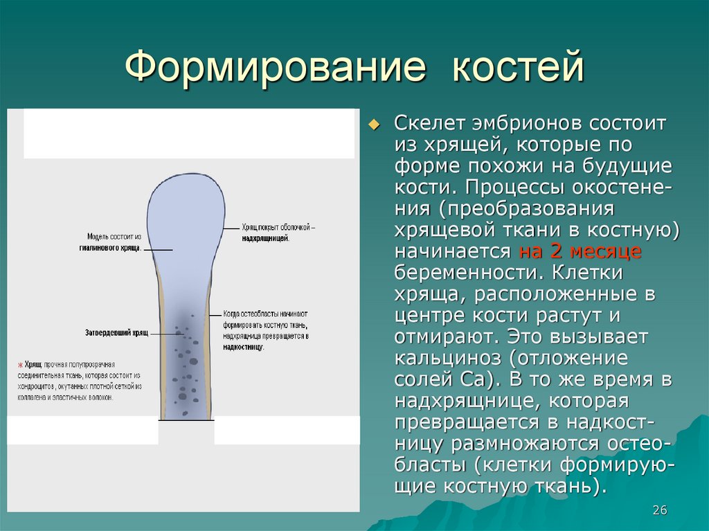 Закон вольфа рост костей. Развитие костей. Рост костей. Скорость роста кости. Рост кости в длину и ширину.