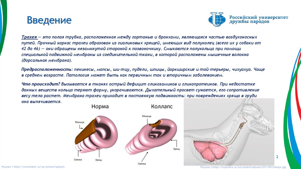 Не дают трахее сужаться