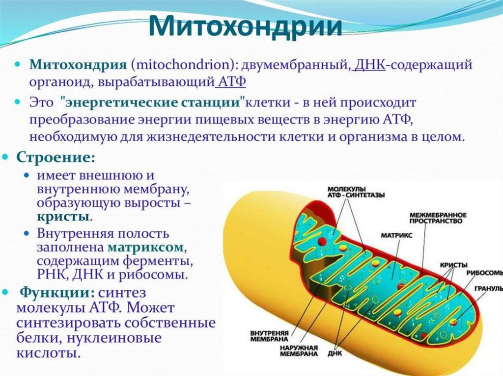 Митохондрии на рисунке