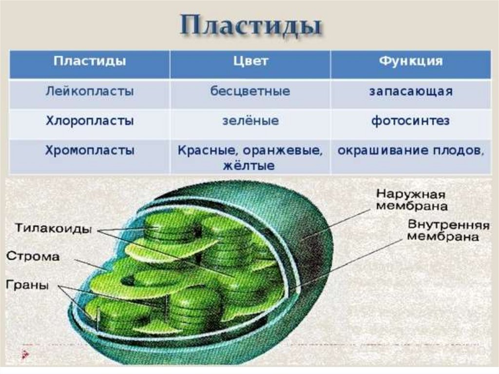 Хлоропласты характерны для ответ. Пластиды функции органоида. Пластиды хлоропласты строение. Пластиды клетки строение и функции. Строение хлоропласта 10 класс.
