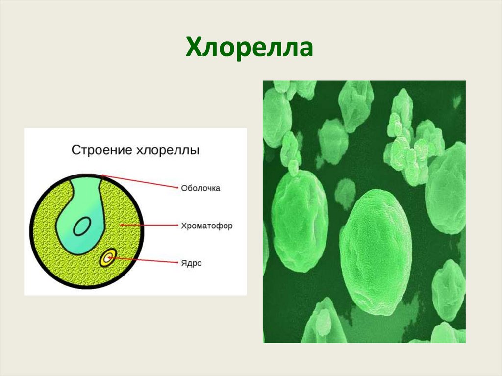 Хлорелла строение рисунок