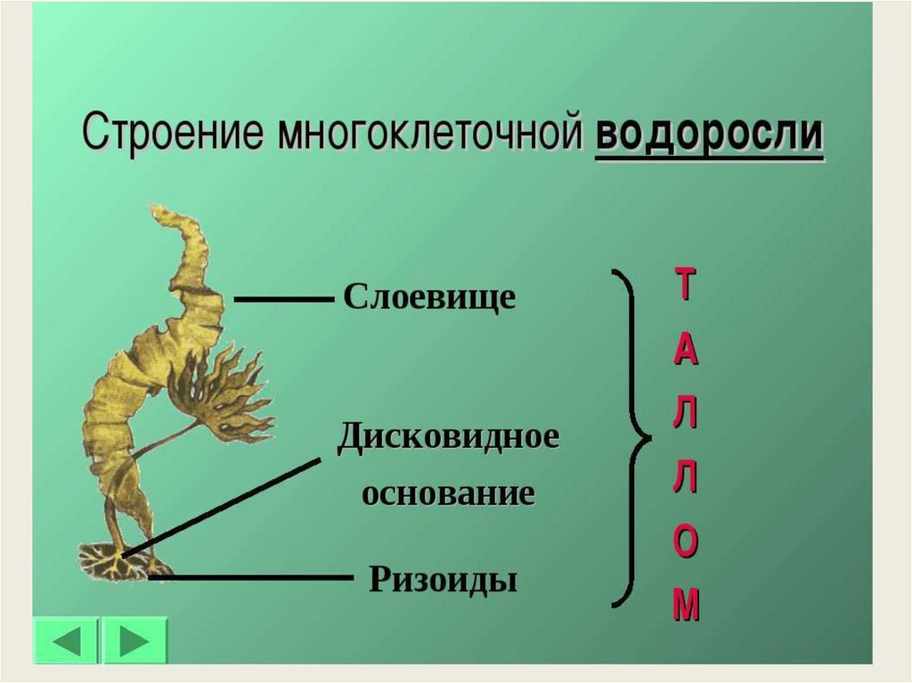 Водоросли тело слоевище