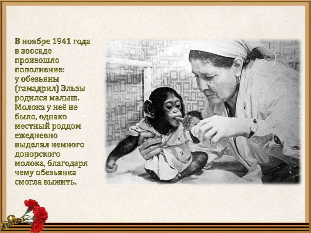 В ноябре 1941 года в зоосаде произошло пополнение: у обезьяны (гамадрил) Эльзы родился малыш. Молока у неё не было, однако