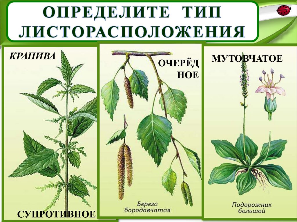 Супротивное листорасположение примеры картинки