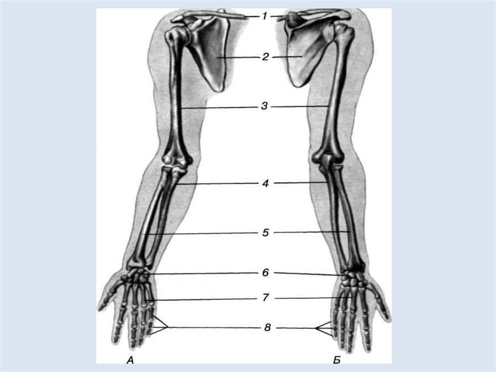 Кости верхней поверхности. Скелет верхней конечности плечевая кость. Плечевая локтевая и лучевая кости. Кости верхней конечности анатомия.