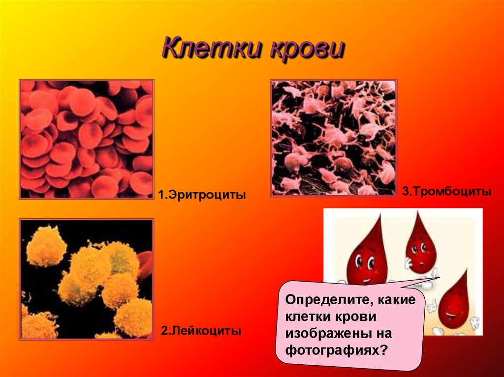 Развитие клеток крови