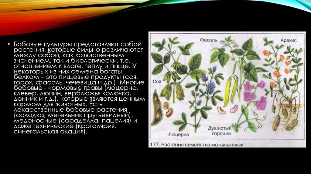 Растения относящиеся к семейству бобовые мотыльковые