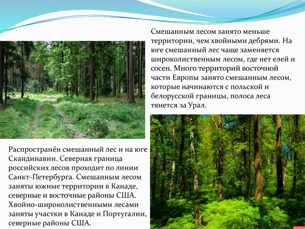 Смешанные леса климатические условия. Смешанные леса климат. Климат смешанных лесов.